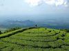 Pesona Wisata Kebun Teh Jamus Ngawi Pesona wisata
