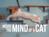 Film Inside the Mind of a Cat (2022), Pecinta Kucing Wajib Nonton