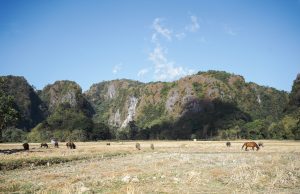 Mengunjungi Babi Rusa Ribuan Tahun yang Lalu di Leang-leang Kab. Maros, Sulawesi Selatan. Mengunjungi Babi Rusa Ribuan Tahun yang Lalu di Leang-leang Kab. Maros, Sulawesi Selatan.