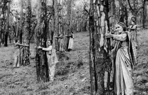 Siapa yang Bicara untuk Bumi? Sebuah Refleksi Ekofeminisme Bersama Robin Wall Kimmerer